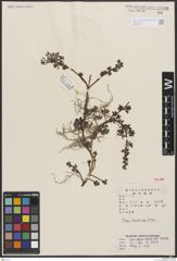 Foto von Salix brachista C. K. Schneid.